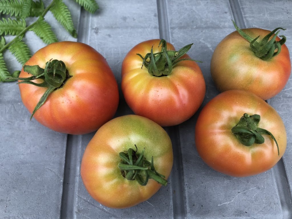 2023夏 カツマタファーム | 材木屋が造る無垢と自然素材の家 カツマタスタッフブログ