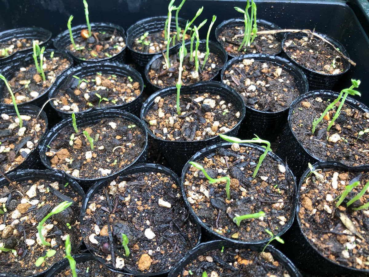 カツマタファーム&花壇 11月 | 材木屋が造る無垢と自然素材の家 カツマタスタッフブログ