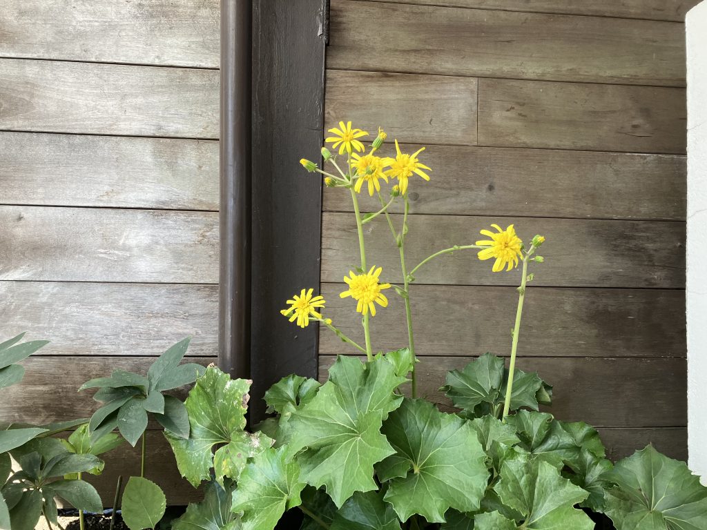 カツマタファーム&花壇 11月 | 材木屋が造る無垢と自然素材の家 カツマタスタッフブログ