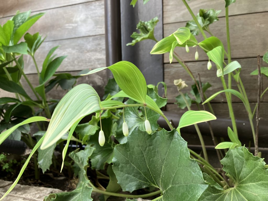 春の訪れその2~カツマタ花壇 | 材木屋が造る無垢と自然素材の家 カツマタスタッフブログ