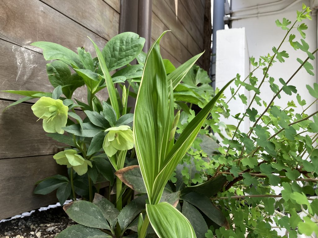 春の訪れその2~カツマタ花壇 | 材木屋が造る無垢と自然素材の家 カツマタスタッフブログ