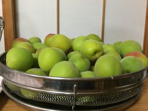 %e6%a2%85img_8572