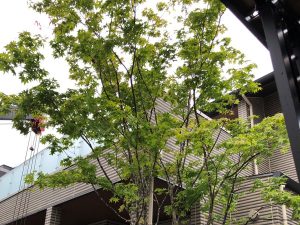 toriimg_9463